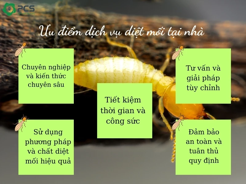 Dịch vụ diệt mối tại nhà 